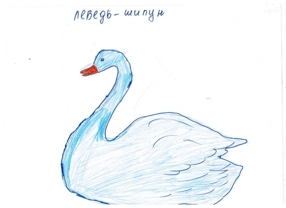 Виктория Киселева: Лебедь-шипун