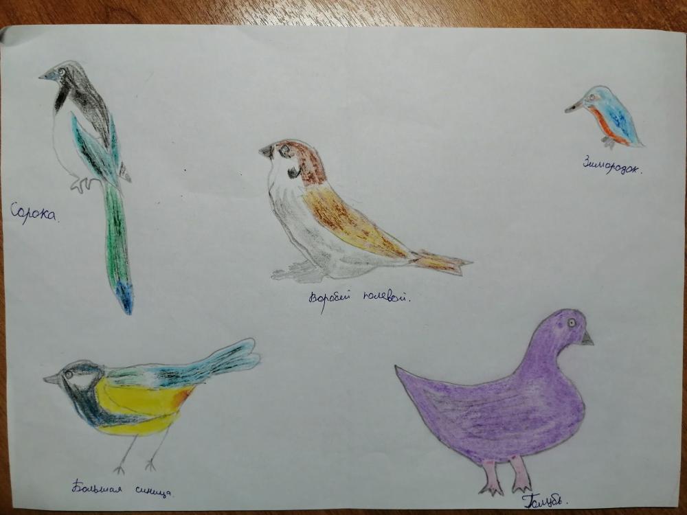 Дарья Байрамалова: Зимующие виды птиц Башкирии