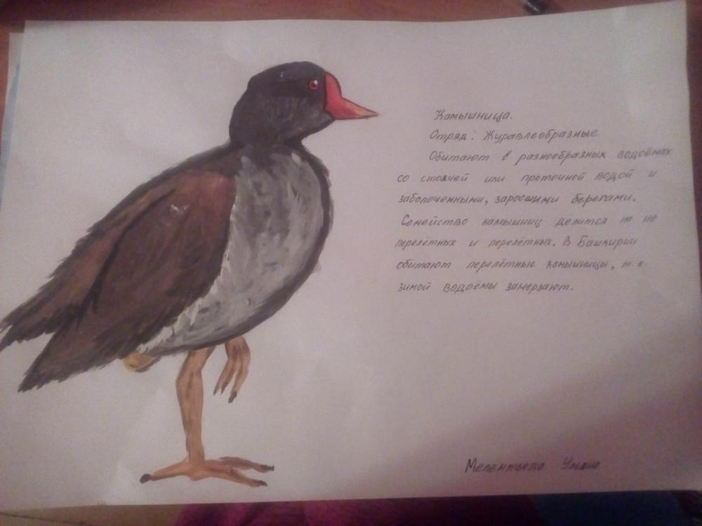 Ульяна Мелентьева: Камышница