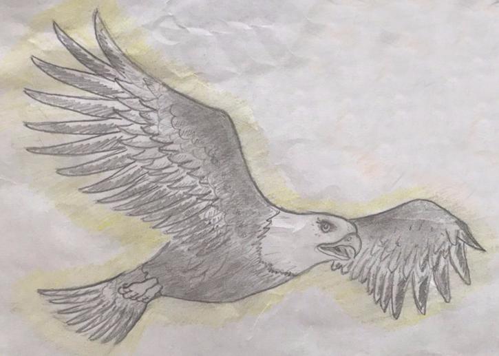 Вика Михайлова: Орлан-белохвост