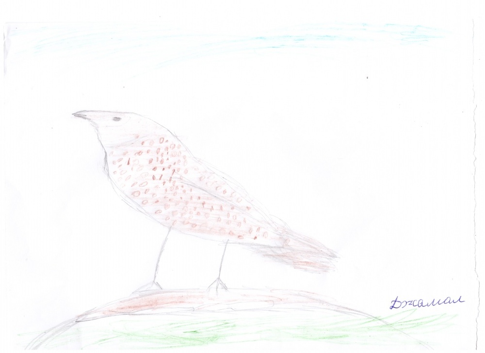 Джамал Броян: Моя птица