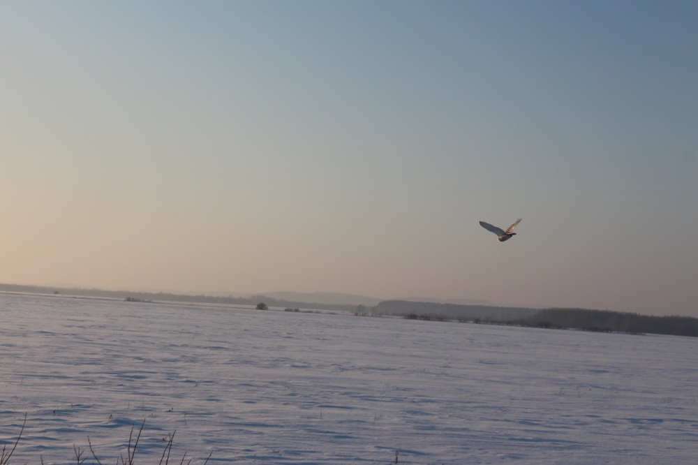 Данил Галиахметов: Полёт белой совы