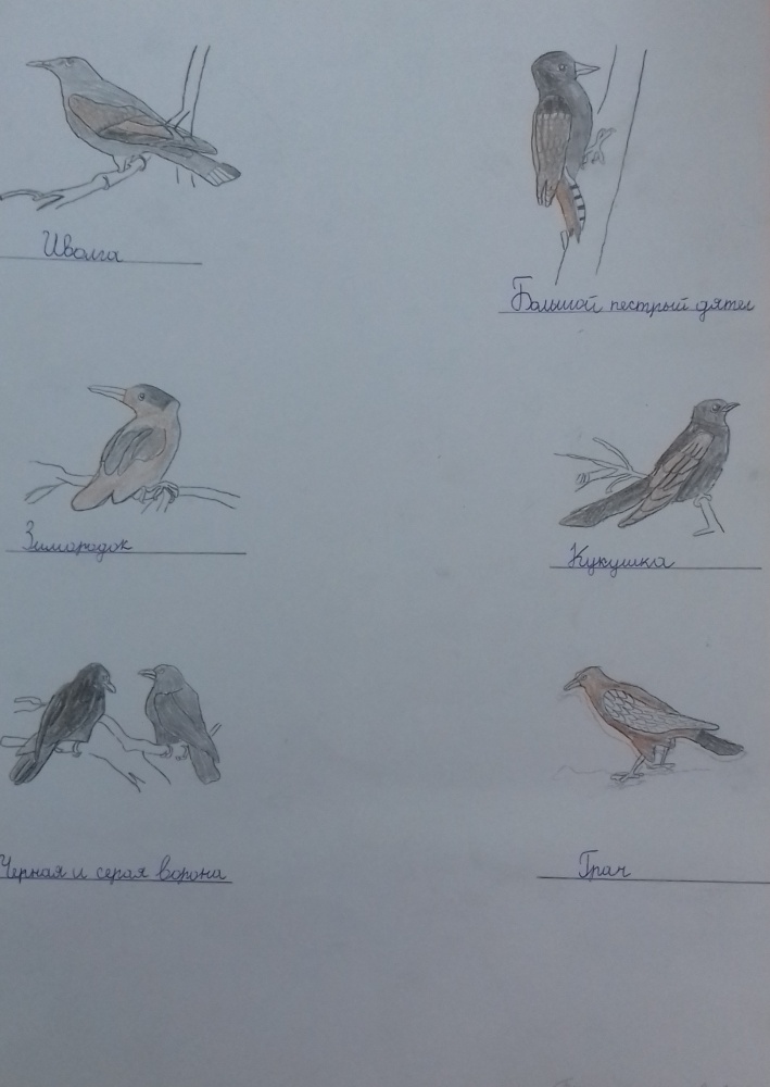 Райан Гиниятуллин: Птицы Башкирии