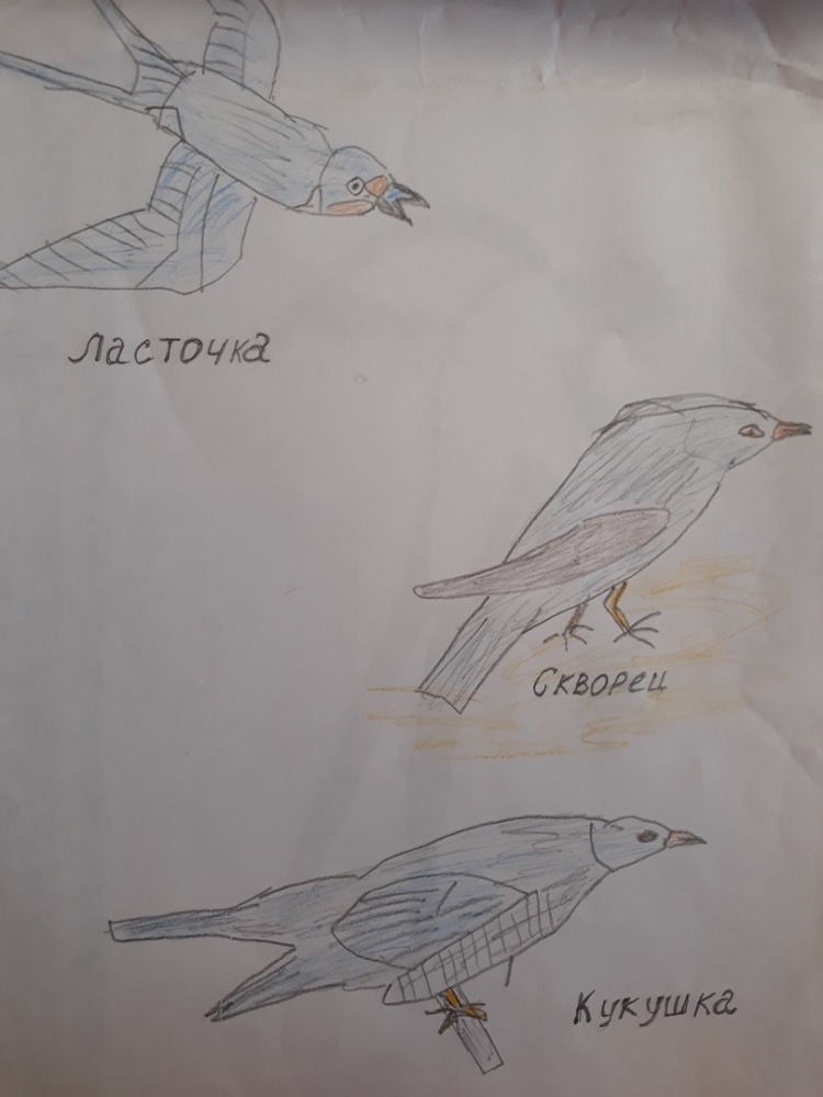 Александр Шарипов: Перелётные виды птицы