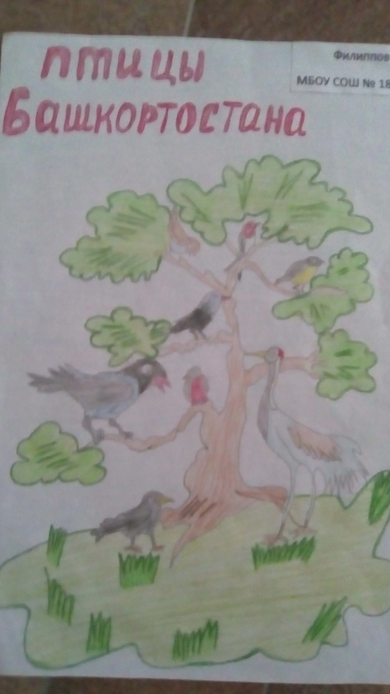 Денис Филиппов: Птичье древо