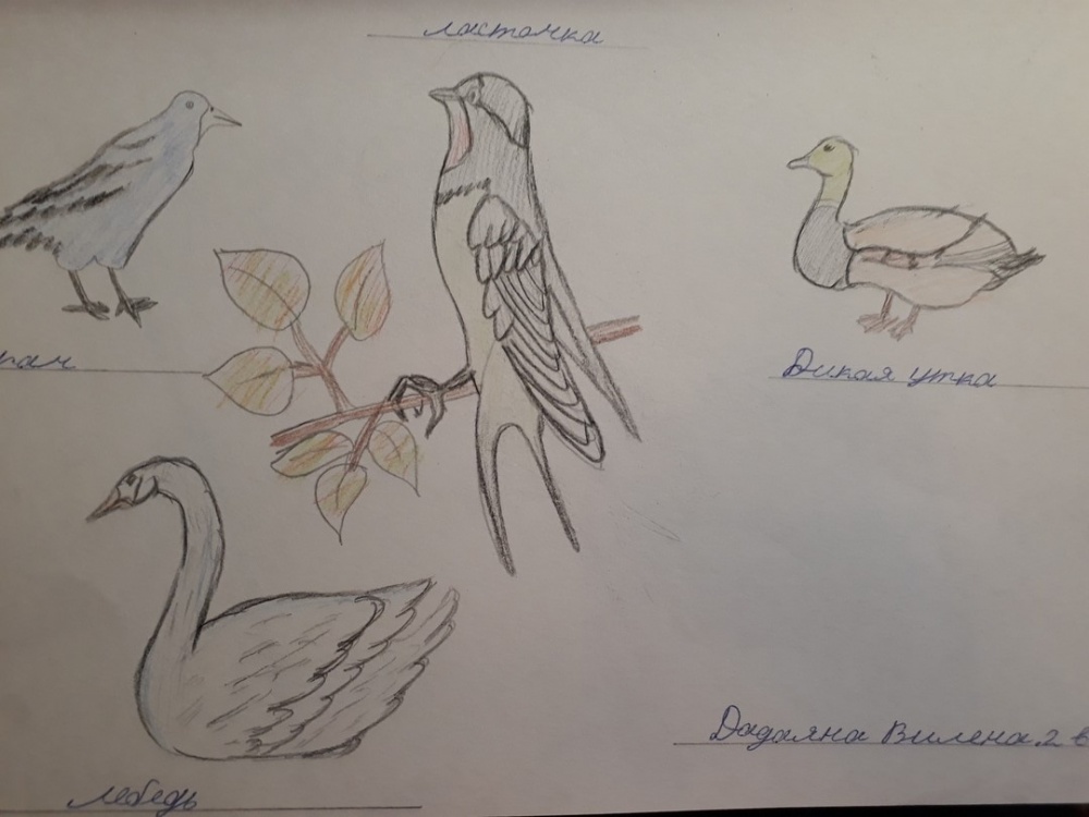 Вилен Дадаян: Перелётные виды птиц