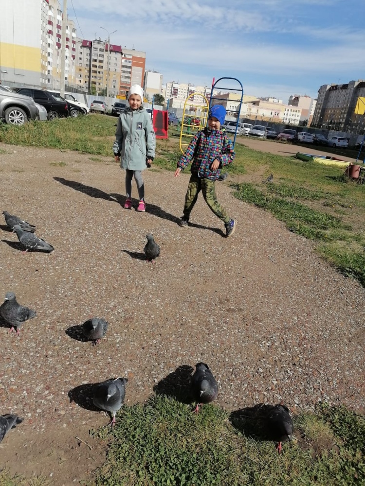 Амир Низамов: Сизые голуби