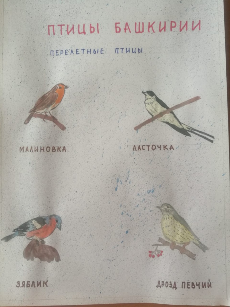 Азалия Мурясова: Птицы Башкирии
