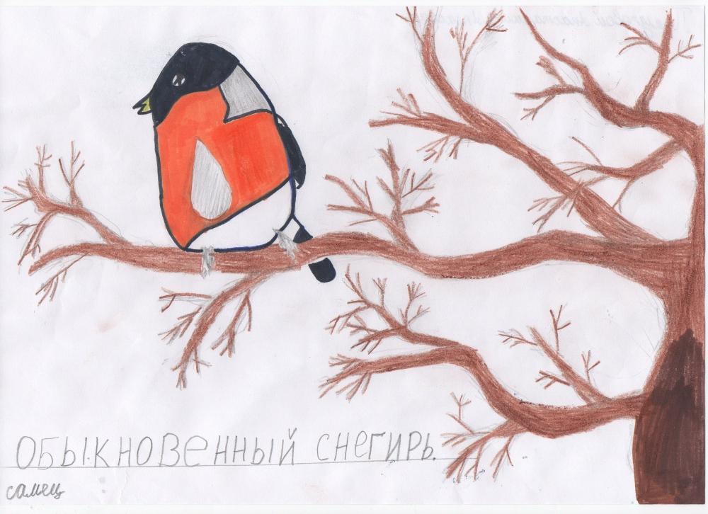 Анастасия Прилукова: Обыкновенный снегирь