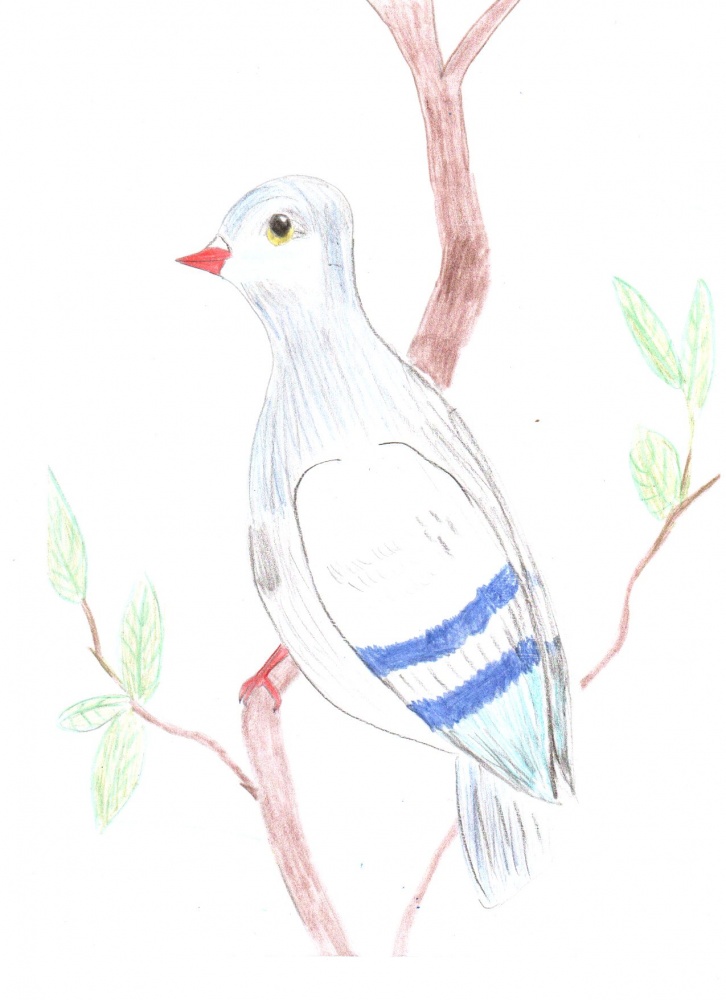 Елизавета Григорьева: Лесной голубь клинтух