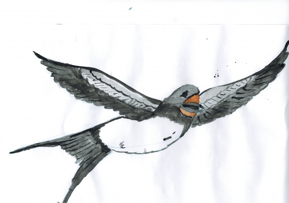 Ласточка карандашом для детей. Ласточка Перелетная птица. Рисование Ласточка. Рисование перелетные птицы Ласточка. Ласточка птица рисование.
