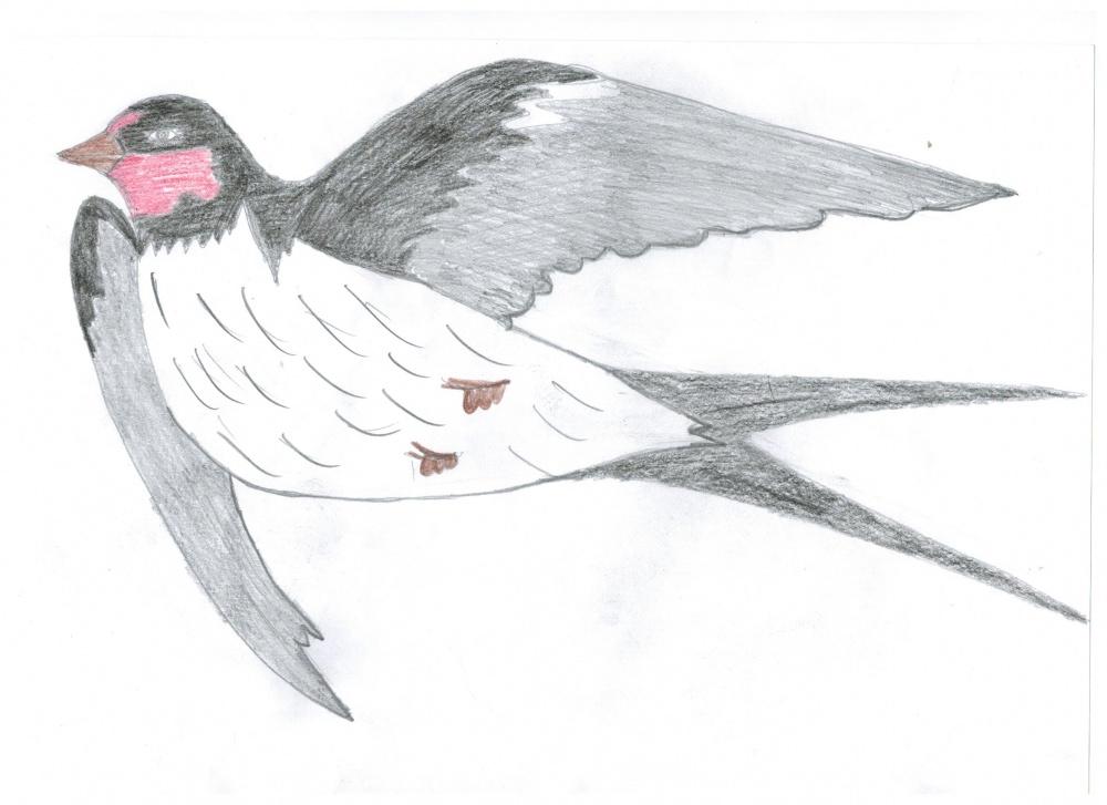 Ласточка карандашом для детей. Нарисовать перелетную птицу ласточку. Рисование Ласточка. Рисование перелетные птицы Ласточка. Перелетные птицы рисунок карандашом.