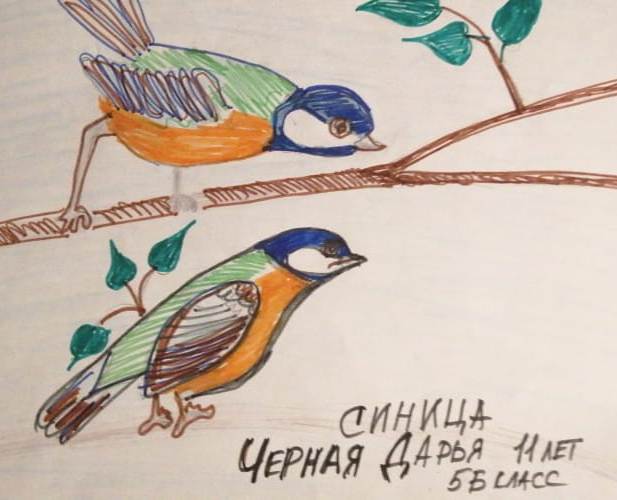 Дарья Черная: Синицы