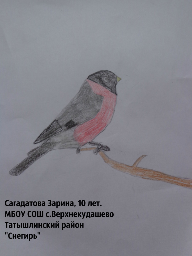 Зарина Сагадатова: Снегирь