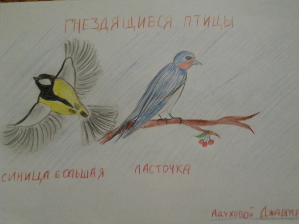 Джавгарат Адухова: Мои любимые птицы