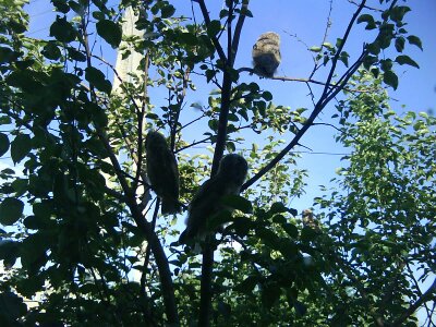 Ильназ Байдавлятов: Ушастые совы (слётки) на яблоне