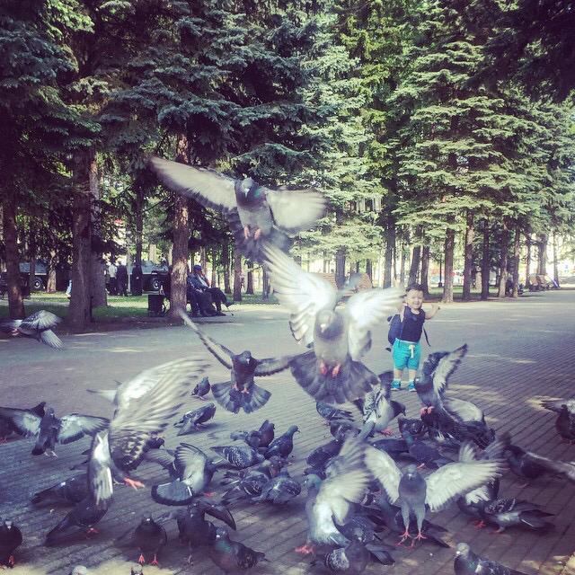 Арман Гарипов: Сизые голуби