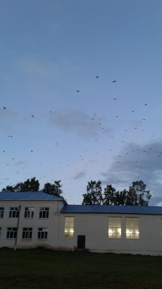 Ренат Давлетгареев: Птицы в небе