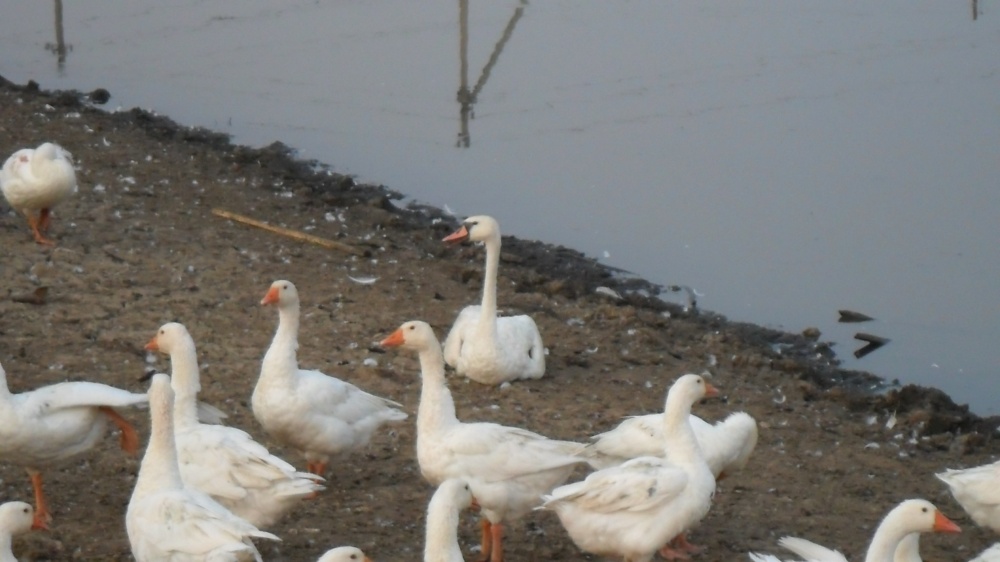 Динис Юсупов: Лебедь-шипун среди гусей
