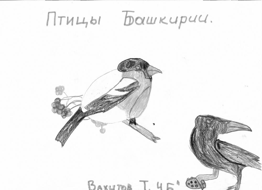 Тимур Вахитов: Снегирь и ворона