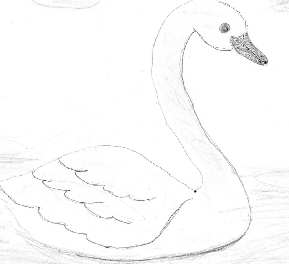 Нарисовать рисунок лебедушка. Лебедь рисунок. Лебедь карандашом. Как нарисовать лебедя. Лебедь рисунок карандашом для срисовки.