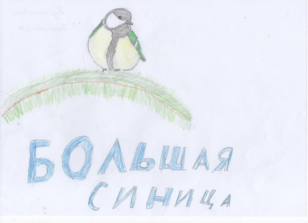 Ксения Кулешова: Большая синица