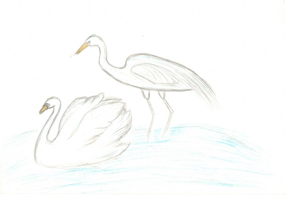 Алина Сунагатуллина: Лебедь и большая белая цапля