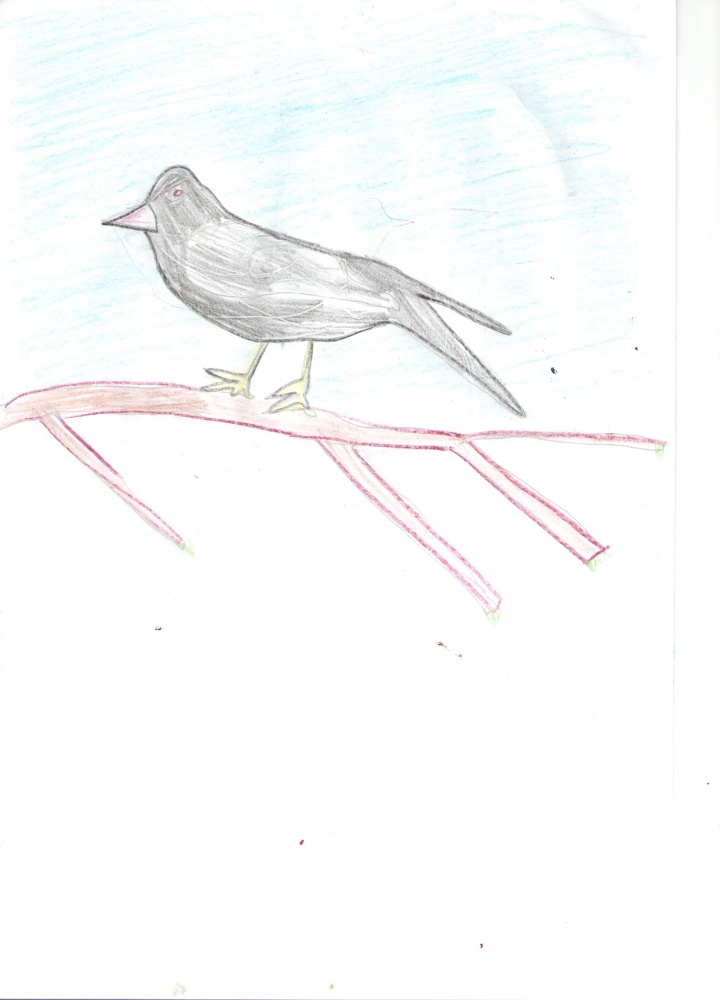Как нарисовать грача для детей. Перелетные птицы Башкирии рисунки. Рисование Грача. Грач рисунок. Грач рисунок легкий.
