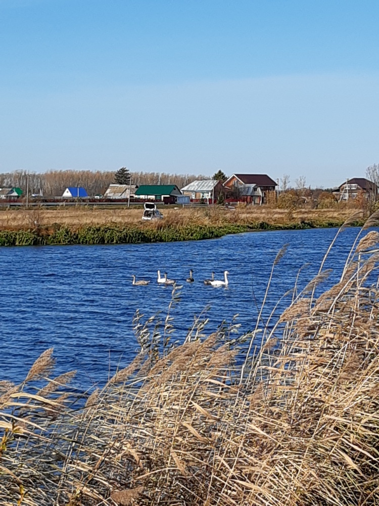 Гульназира Ганиева: Лебеди-шипуны на озере Кызылга
