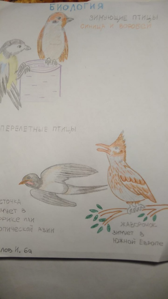 Илья Козлов: Перелетные птицы