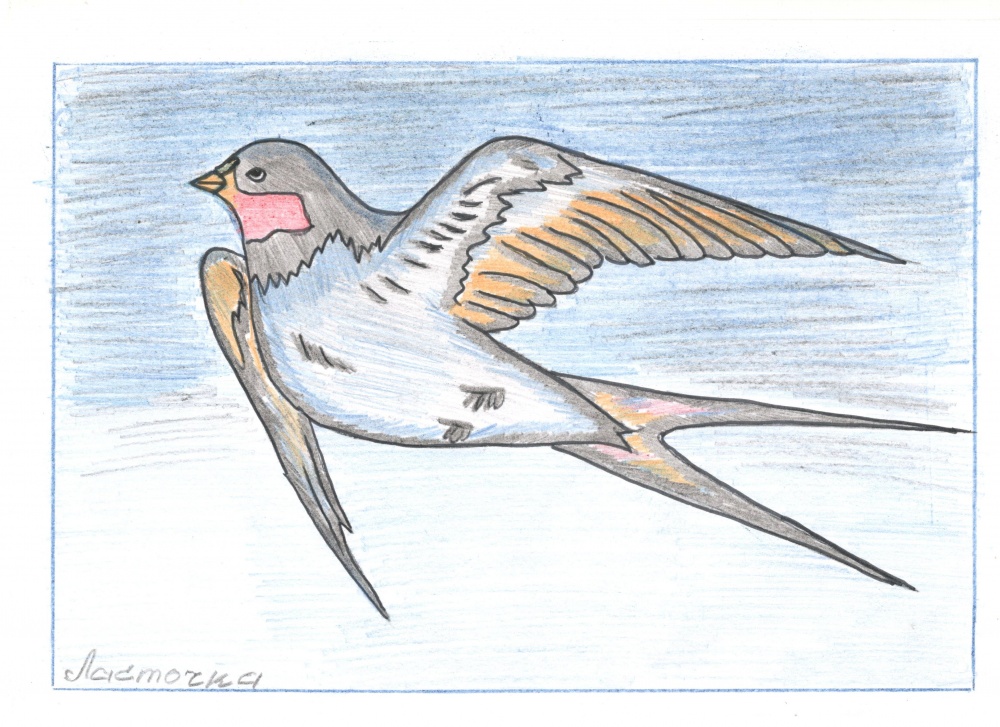 Рисунок птицы 5 класс. Нарисовать перелетную птицу ласточку. Перелетные птицы рисунок. Перелетные птицы рисунок карандашом. Рисование в 1 классе перелетные птицы.